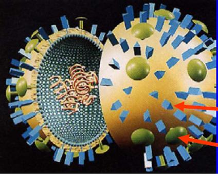 Az influenza vírus felépítése